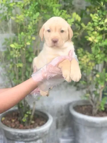 Labrador Chocolate/Preto/Amarelo - todos com Pedigree e assistencia veterianaria gratuita