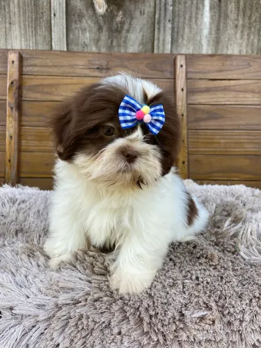 Shih tzu macho