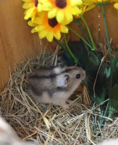 Sírio pelo longo hamster anão russo Promoção filhotes porquinho Twister coelho
