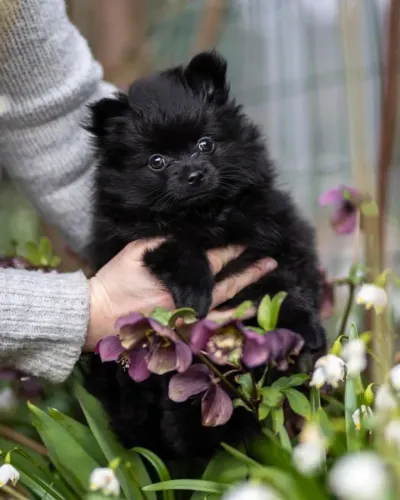 Filhotes de Spitz Alemão | Um pet que leva felicidade por onde passa.