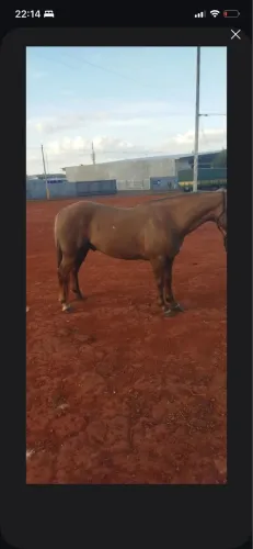 Cavalo QM de vaquejada