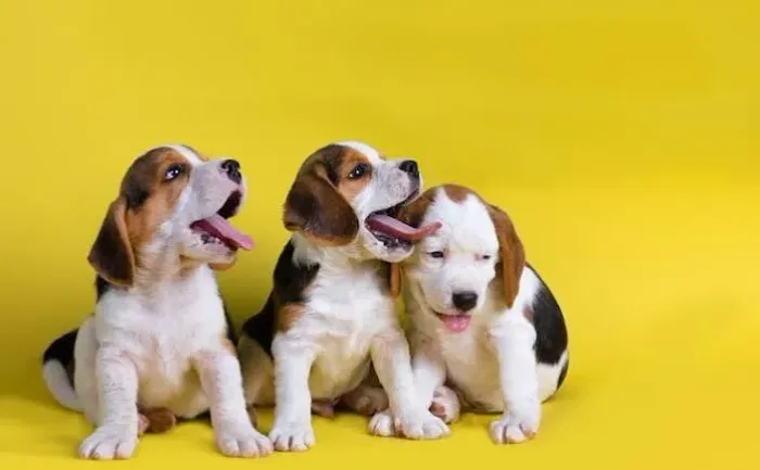 Filhotes Beagle Últimos Disponíveis