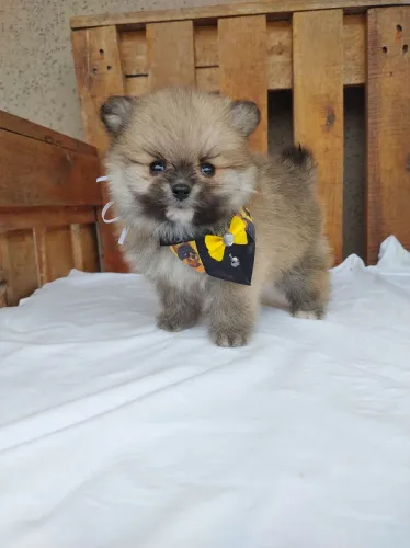 Lindo machinho anão.. Spitz 