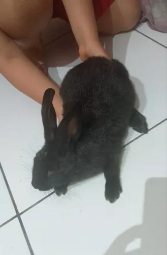 Coelho para doação