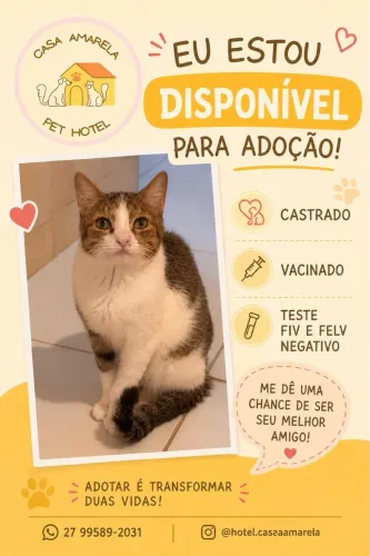Gatinho carinhoso e castrado para adoção!