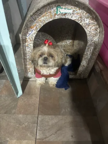 Shitzu e lhasa apaso
