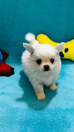 Chihuahua pelo longo
