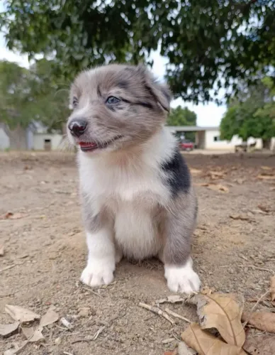 Machos e fêmeas em cores raras 
