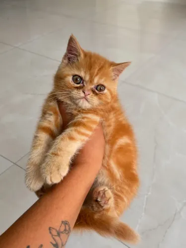 Gatinho persa Garfield
