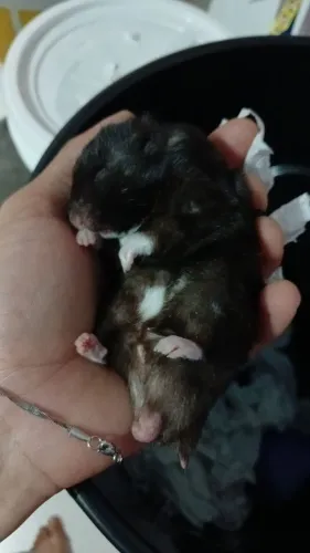 Hamster sirios 
