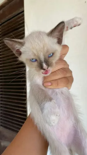Gatinhos para adoção 