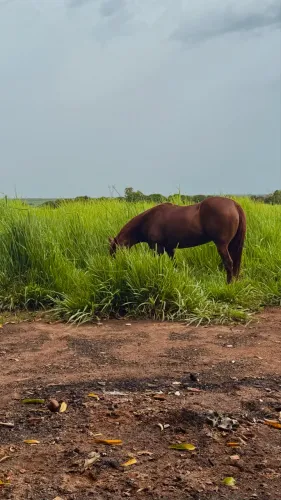 Égua Quarto de Milha.