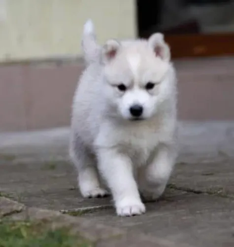 Filhotes de Husky Siberiano | Amor em forma de patinhas