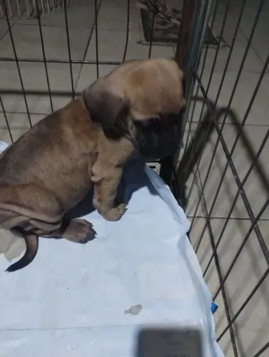Filhote de fila brasileiro com 50 dias vacinado e compedigre