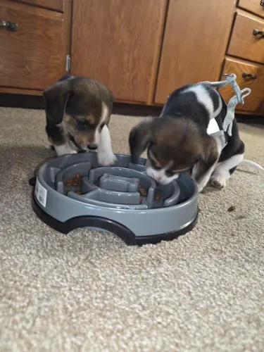 Beagle pronto para novo lar