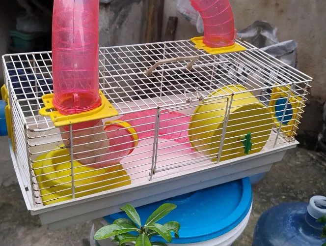 Vendo uma gaiola para hanmest conservada