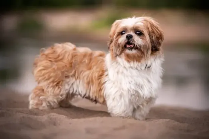 ? Shih Tzu | Filhotes Encantadores e Muito Carinhosos