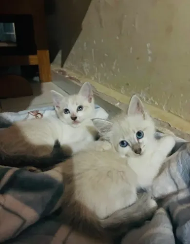 Gatinhas fêmea para doação