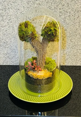 Terrário de Vidro com Plantas Naturais 