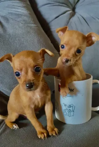 PINSCHER ZERO 00 de BOLSA (Fêmea e Macho) ACEITO CARTÃO! 