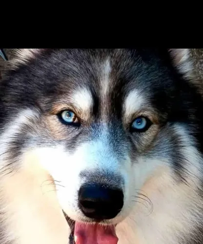 Promoção de husky siberiano wolly