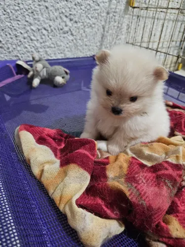 Lulu da Pomerania Macho 