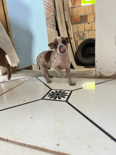 Vendo filhote de pinscher