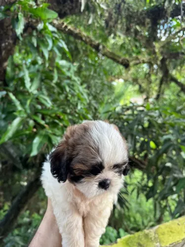 Filhote de shih-tzu com pedigree