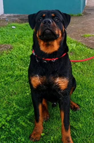 Cachorro Rottweiler 