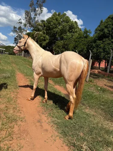 Cavalo garanhão quarto de milha palomino