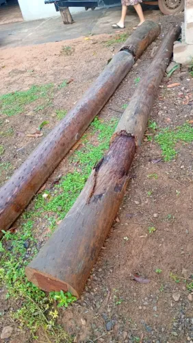 Vendo palanque de eucalipto