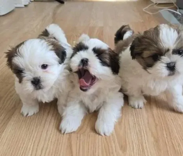 Shihtzu Mini Filhotes Ótima Procedência.