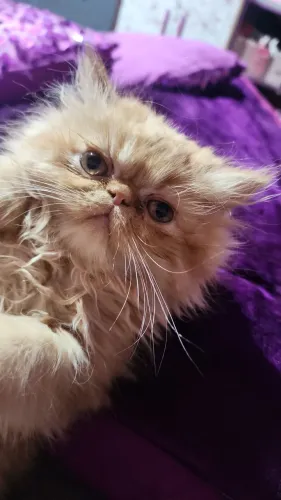 Vendo filhote de gata Persa laranja 