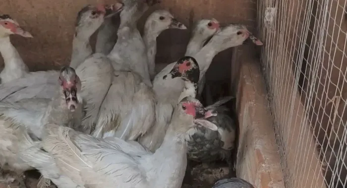 Patos