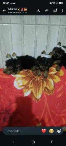 Filhotes de yorkshire