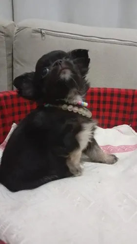 Chihuahua