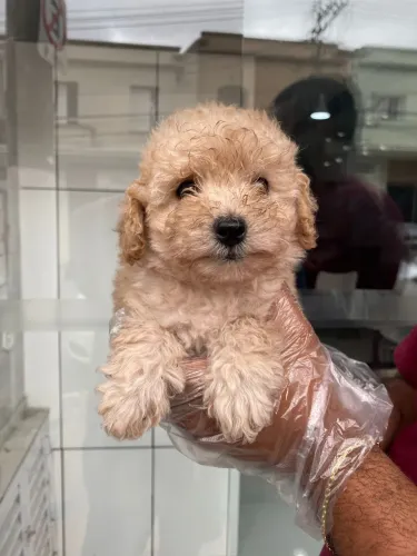 Poodle toy red lindo ? Não espere mais