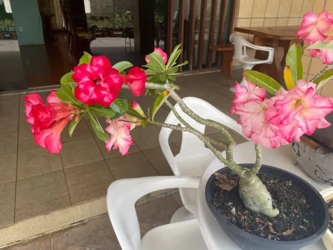 Rosa do deserto de duas cores