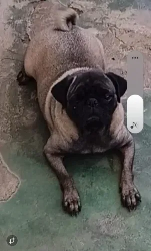 Cachorrinha 