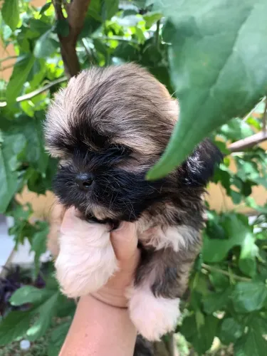 Shitzu parece um ursinho 