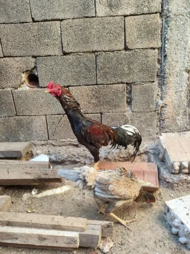 Vendo casal de índio