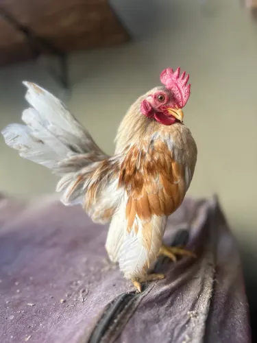Galinha Serama