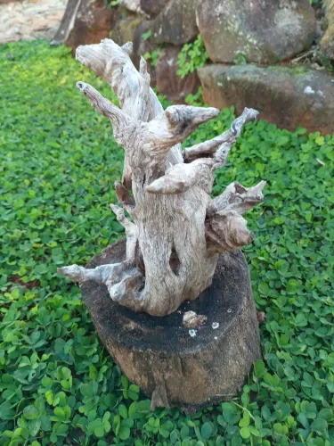 Raízes Naturais para Aquários terrários e decoração.