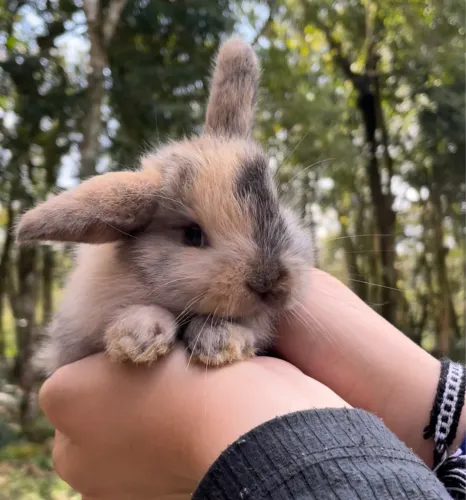 Filhotes de Mini coelhos Lop