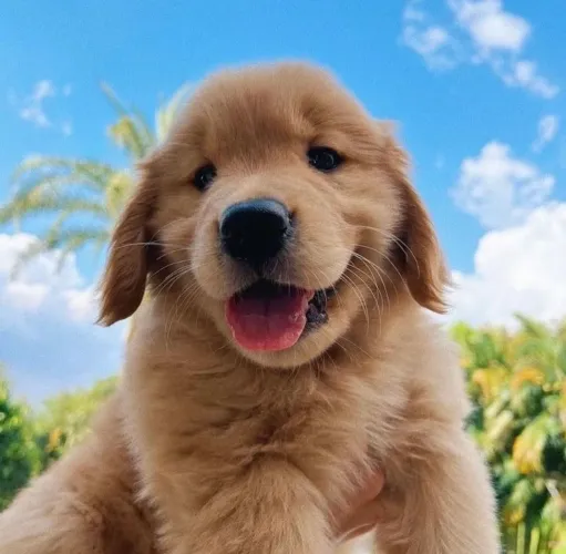 Golden Retriever