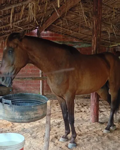 Cavalo à venda