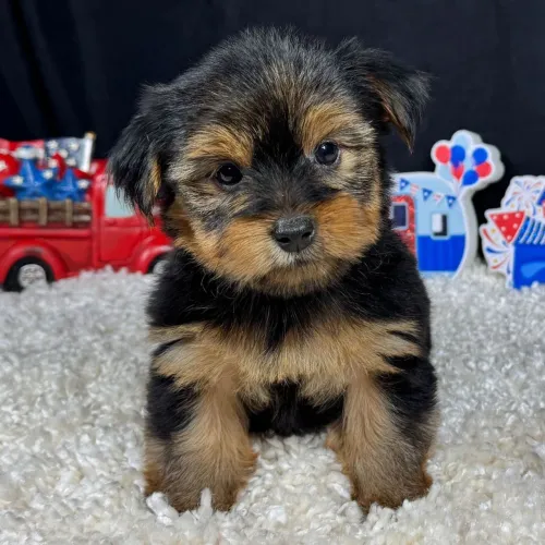 Yorkshire Terrier: Inteligente,protetor e extremamente carinhoso 