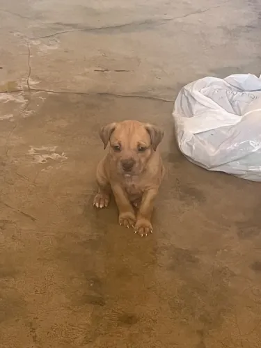 Vende se pitbull misturados