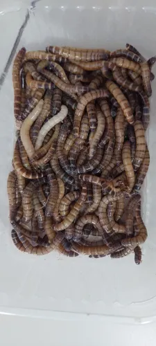 Tenébrio Gigante