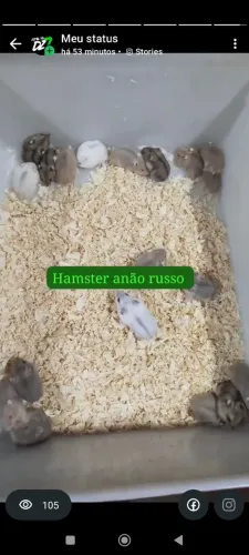 Hamster russo para revenda